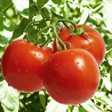 diva f1 hybrid tomato seeds