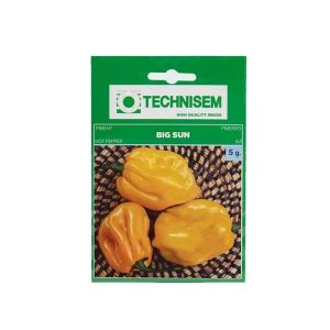 Home technisem big sun hot pepper seeds (yellow habanero type)