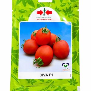 diva f1 hybrid tomato seeds (east west seed ) 5g